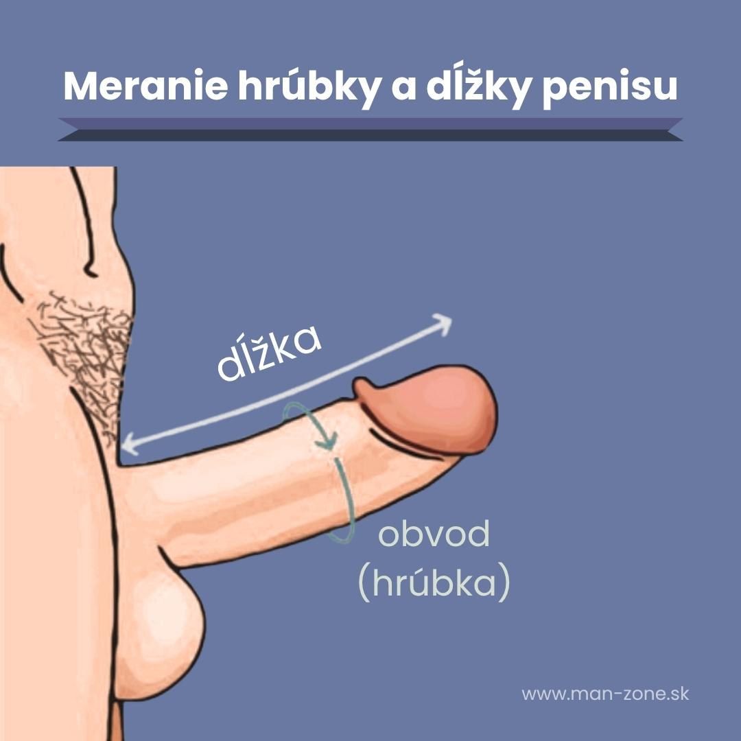 infografika-meranie-dlzky-a-hrubky-úenisu-ako-zmerat-penis